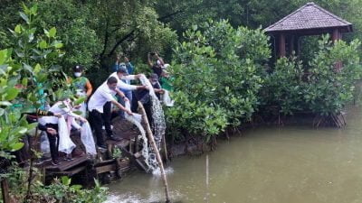 Pemkot Surabaya tebar 2500 Benih Ikan Bandeng di Kebun Raya Mangrove Medokan Ayu