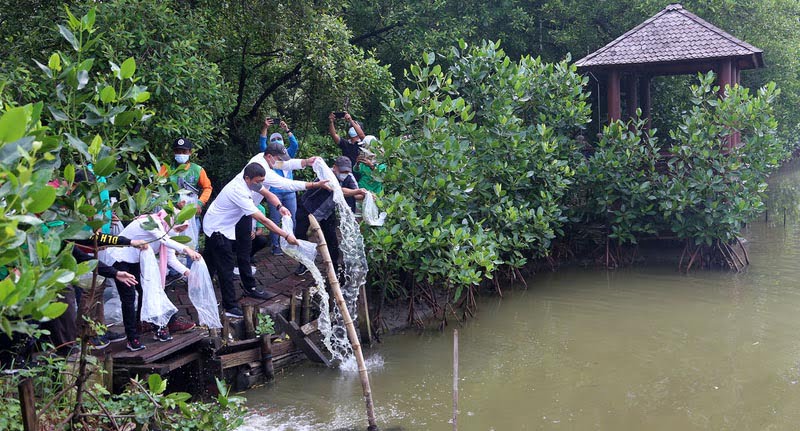 Pemkot Surabaya tebar 2500 Benih Ikan Bandeng di Kebun Raya Mangrove Medokan Ayu