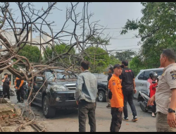 Kejadian Tak Terduga di Surabaya: Dua Mobil Dihantam Pohon Tumbang